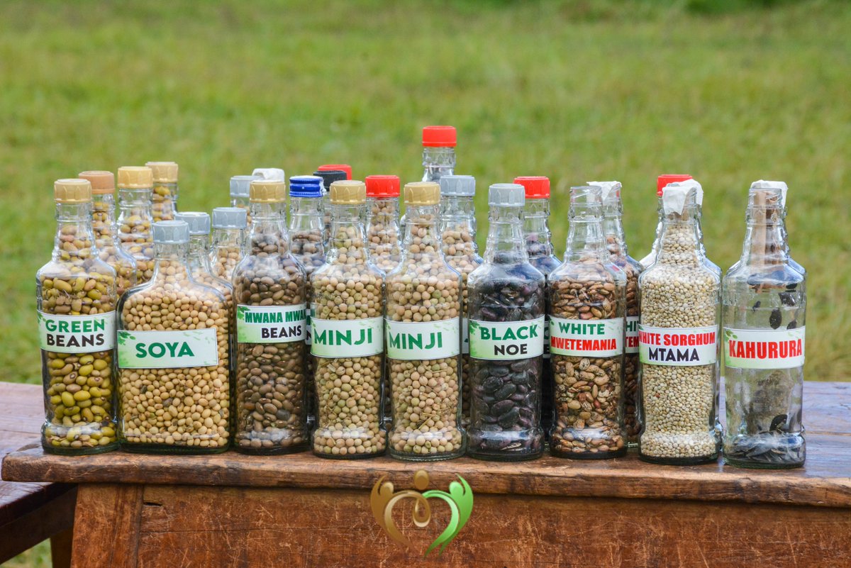 koibatek_ogiek's tweet image. What is #Agroecology? It&apos;s farming with nature &amp;amp; integrating traditional wisdom! 
KOWYn works with Ogiek communities to champion these sustainable food systems for #FoodSecurity &amp;amp; #ClimateResilience. 
Visit koibatekogiek.org to learn more.