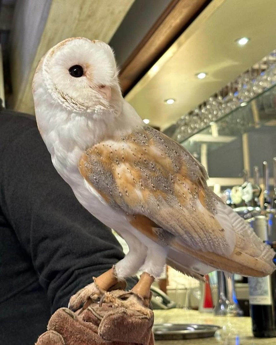 Don't miss an enchanting #Bat Walk &amp; #Owl Handling event on Sun 7 Sep! Join #ecologist Beverley Rhodes for a walk uncovering bat mysteries &amp; experience electronic detectors capturing their calls! Enjoy a meal &amp; meet barn owls too. £28.95pp, find out more: buff.ly/CUy9Ez5