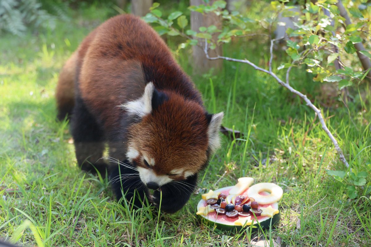 kitisukekiti's tweet image. クスクス10歳のお誕生日に登場した特別オヤツ
スイカの上にリンゴ、ブルーベリープラム、キュウリがのってました。
最後、スイカの皮まで食べるのにキュウリだけは食べませんでしたー。
#到津の森公園 #レッサーパンダ
#笑笑 #クスクス