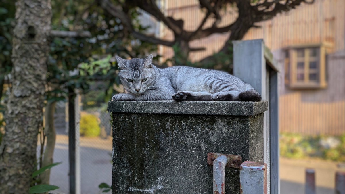 2610Am's tweet image. 色々な猫
#猫のいる暮らし