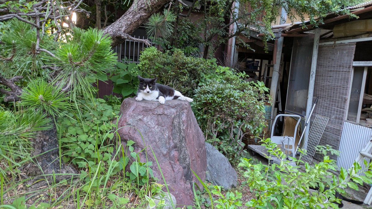 2610Am's tweet image. 色々な猫
#猫のいる暮らし