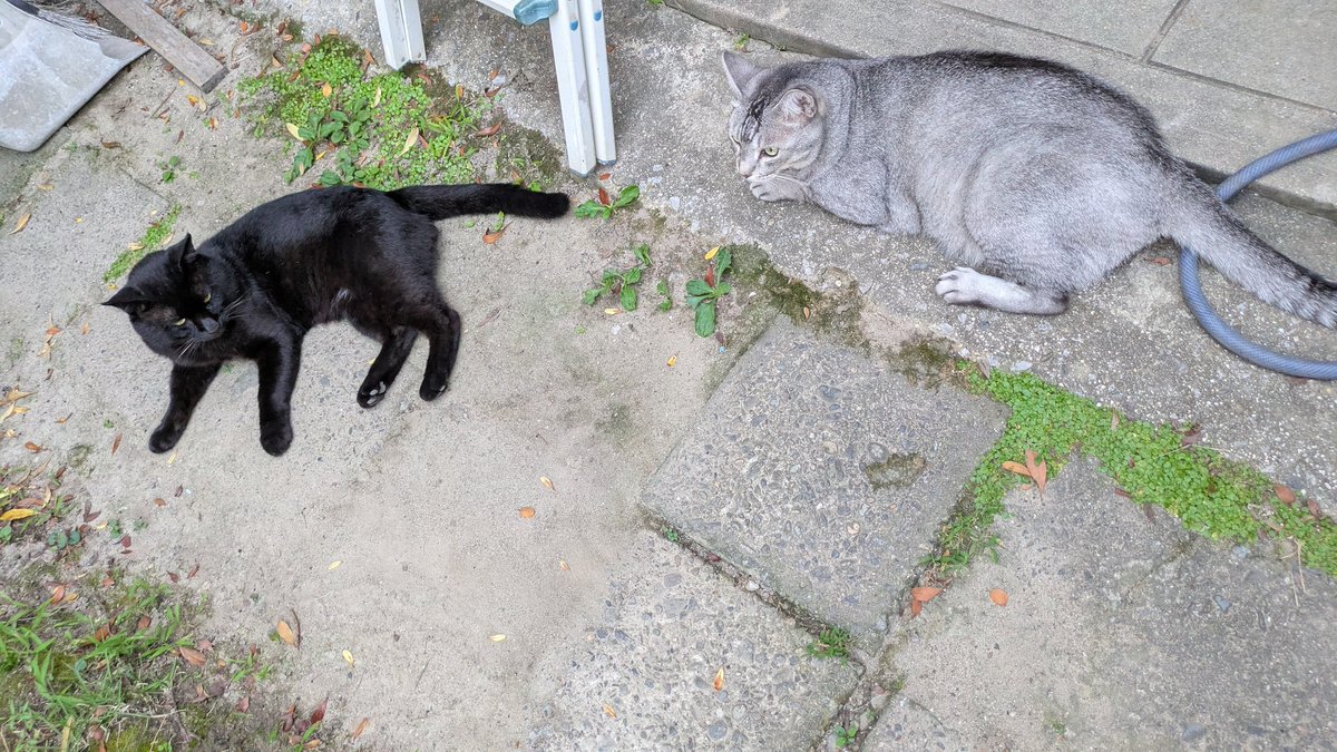2610Am's tweet image. 色々な猫
#猫のいる暮らし