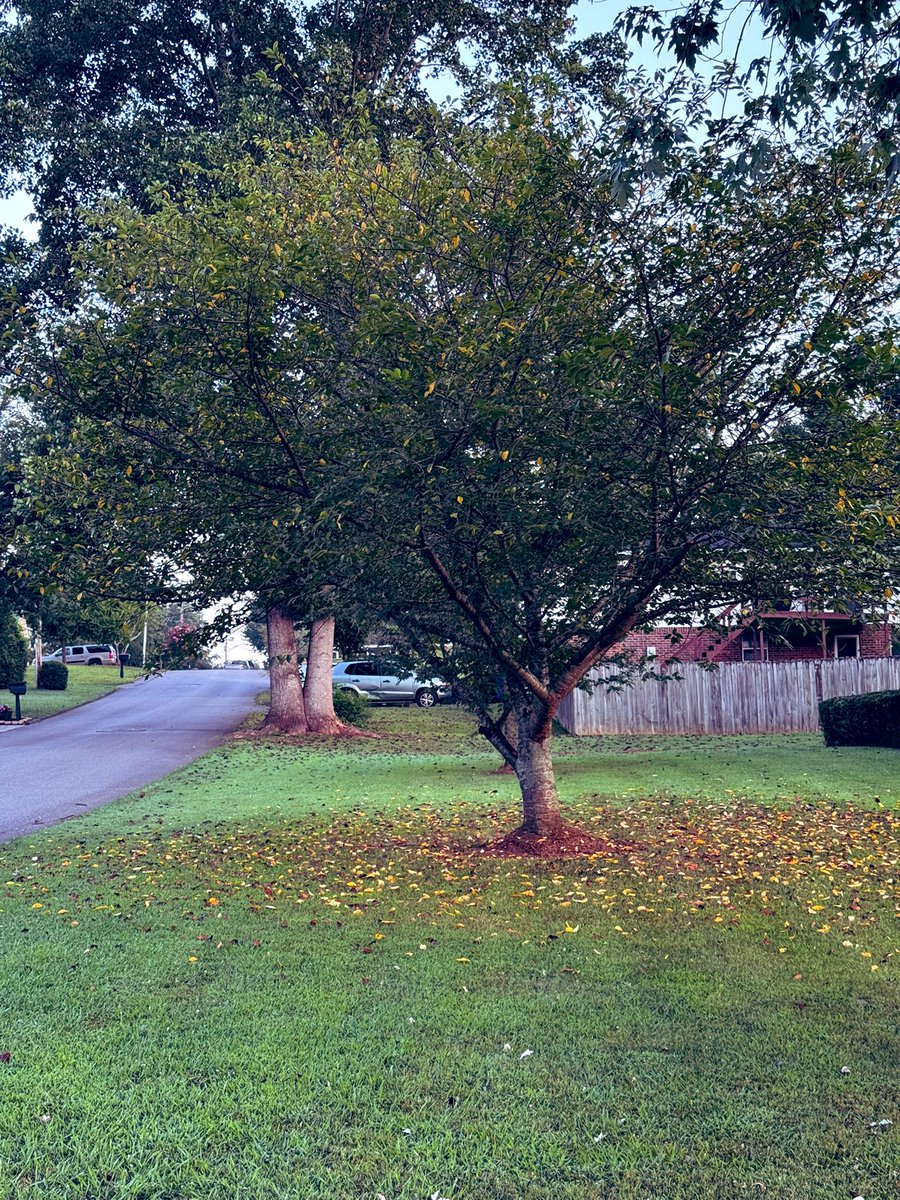 _donutninja's tweet image. I’ve seen a few posts about trees turning early and thought wow, that’s wild. On my morning dog walk I noticed a few trees turning. I do not recall ever seeing trees turn in July. Just b/c I love seeing them, I’m adding a picture of the little herd of deer I see every morning😊