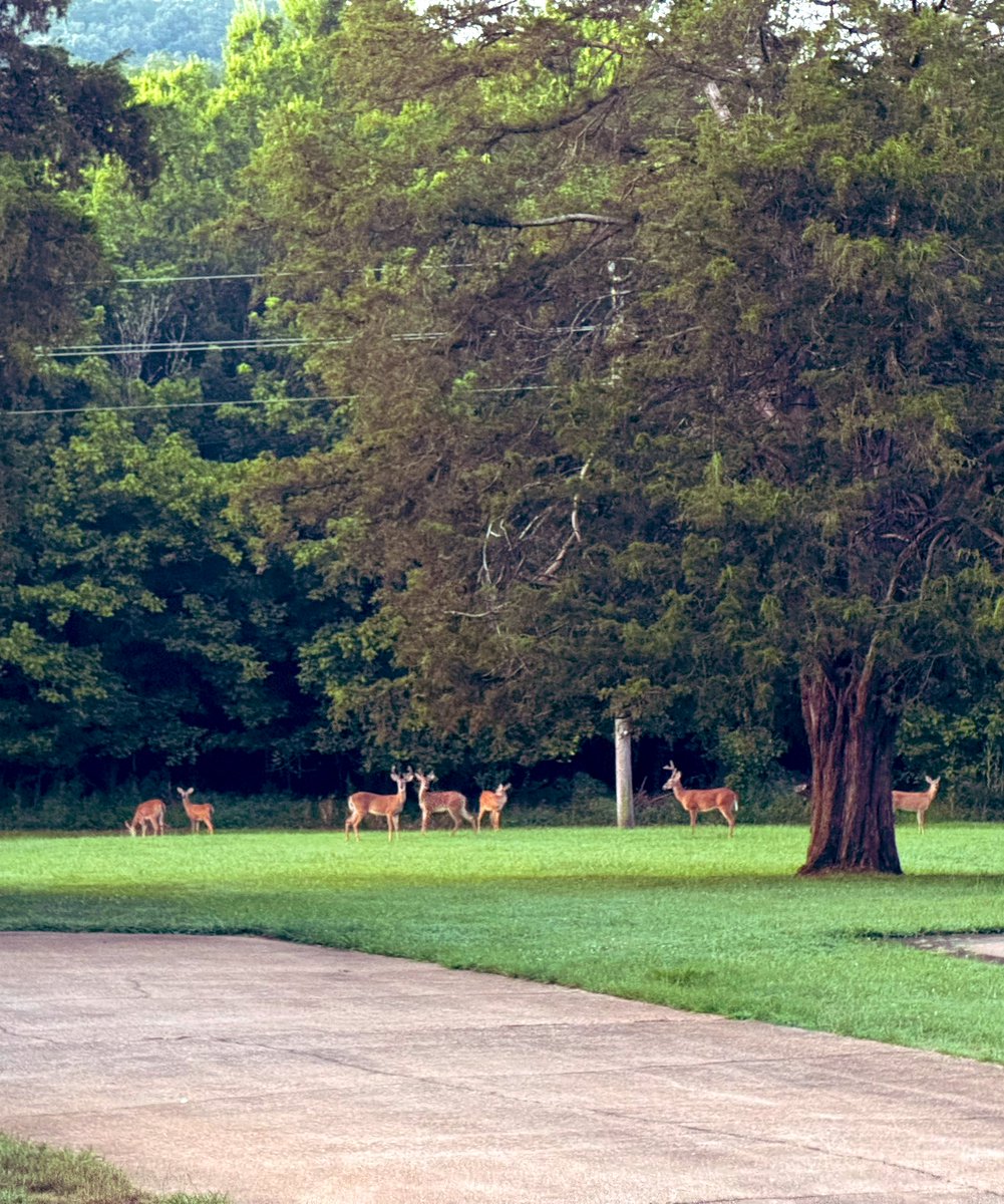_donutninja's tweet image. I’ve seen a few posts about trees turning early and thought wow, that’s wild. On my morning dog walk I noticed a few trees turning. I do not recall ever seeing trees turn in July. Just b/c I love seeing them, I’m adding a picture of the little herd of deer I see every morning😊