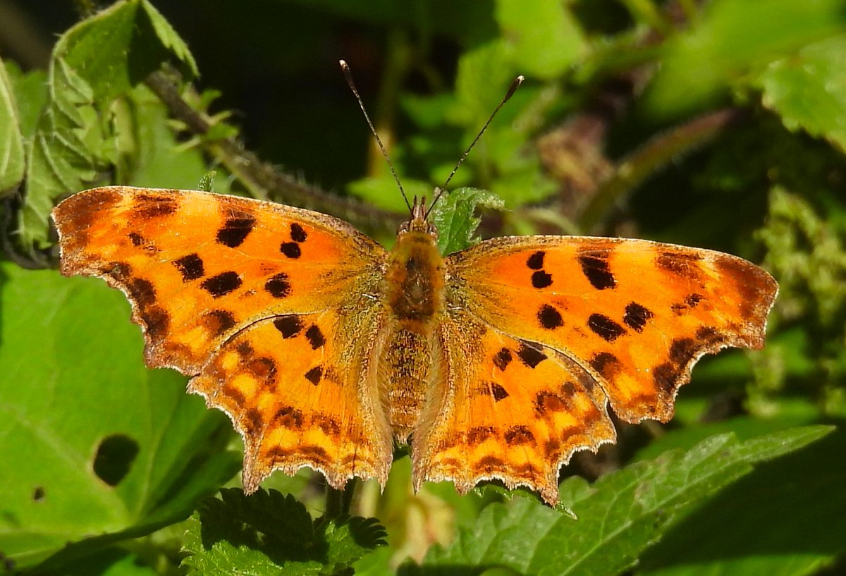 Pajarines1's tweet image. Mariposa C-BLANCA /Polygonia c-album/
El borde irregular tan característico de sus alas es el origen del nombre del género en su nombre binomial (Polygonia = muchos ángulos)