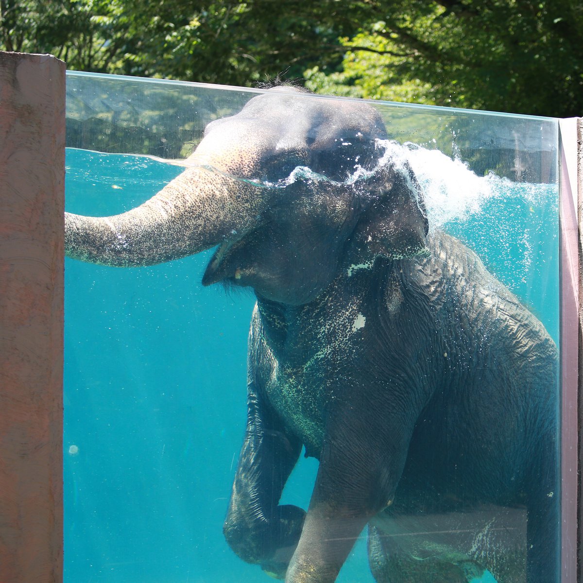 fuji_safari1980's tweet image. 今日も豪快にオヨグゾウ 🐘
/
ざぶ~~~~~~ん💦💦
\
#富士サファリパーク #泳ぐゾウ
fujisafari.co.jp/tour-safari/sw…