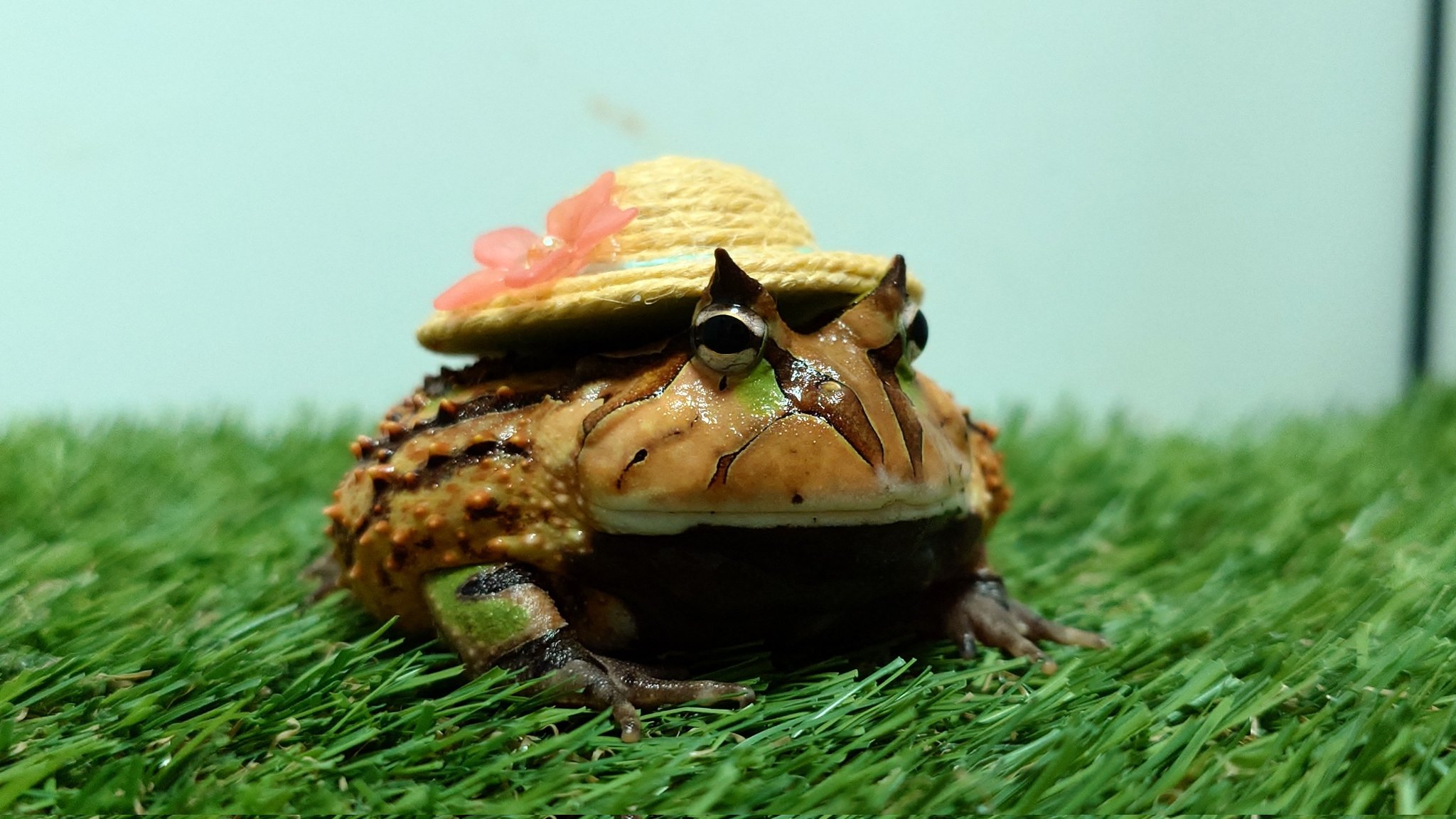 yeitao 大眼　ツノガエル　グロボーサ ひょうざめ🐸 on X: 
