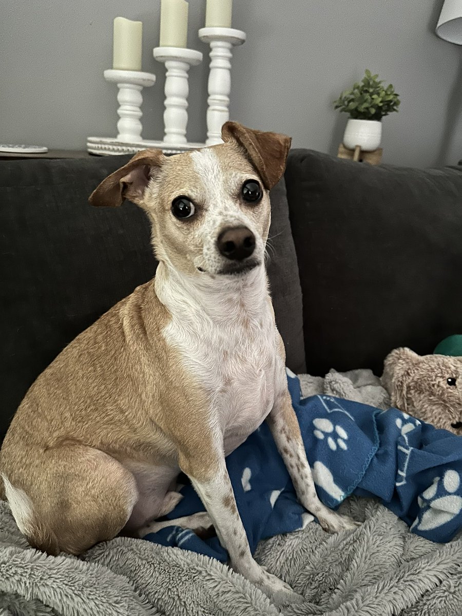 Good morning frens and Happy Thursday! It’s going to be super hot today 43C (109.4F). I’ve had breakfast and a quick potty walk, we’re working from home today, I’ll take a snoozle and watch Hudson &amp; Rex at lunch! Have a great day and be safe 🐶