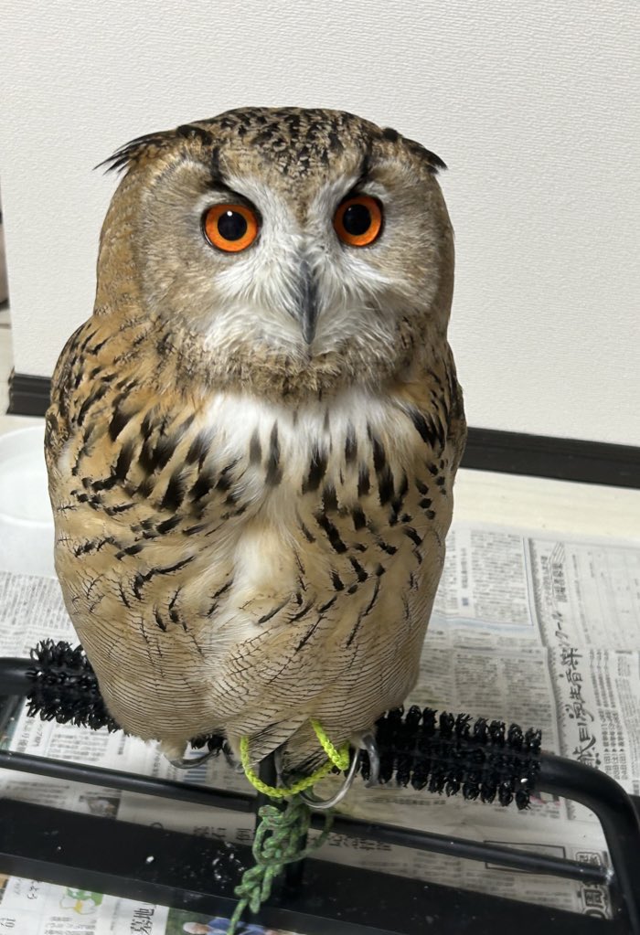 IrtBii's tweet image. 何してるの？🦉