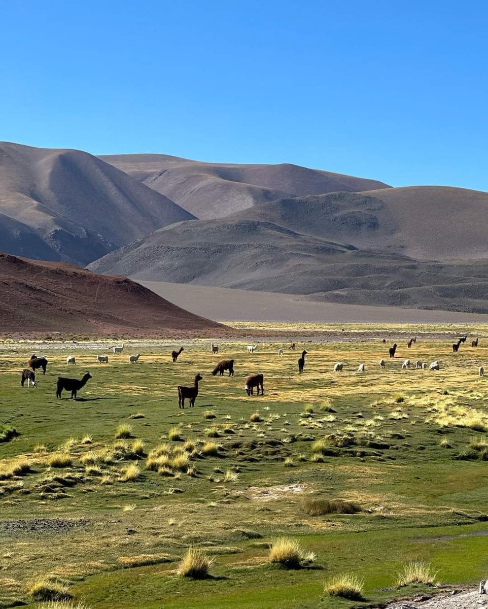 turisargentina's tweet image. Salar de Antofalla, ubicado en el departamento de Antofagasta, provincia de Catamarca ✨🦙🦩
Un maravilloso humedal para disfrutar estas vacaciones. 🚙🇦🇷
Fotos de Juan Cardozo