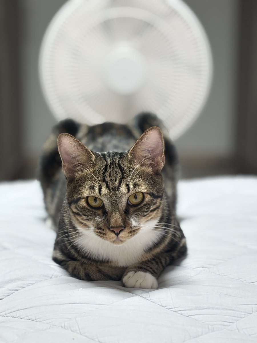 아기고양 언제 이렇게 컸는가,