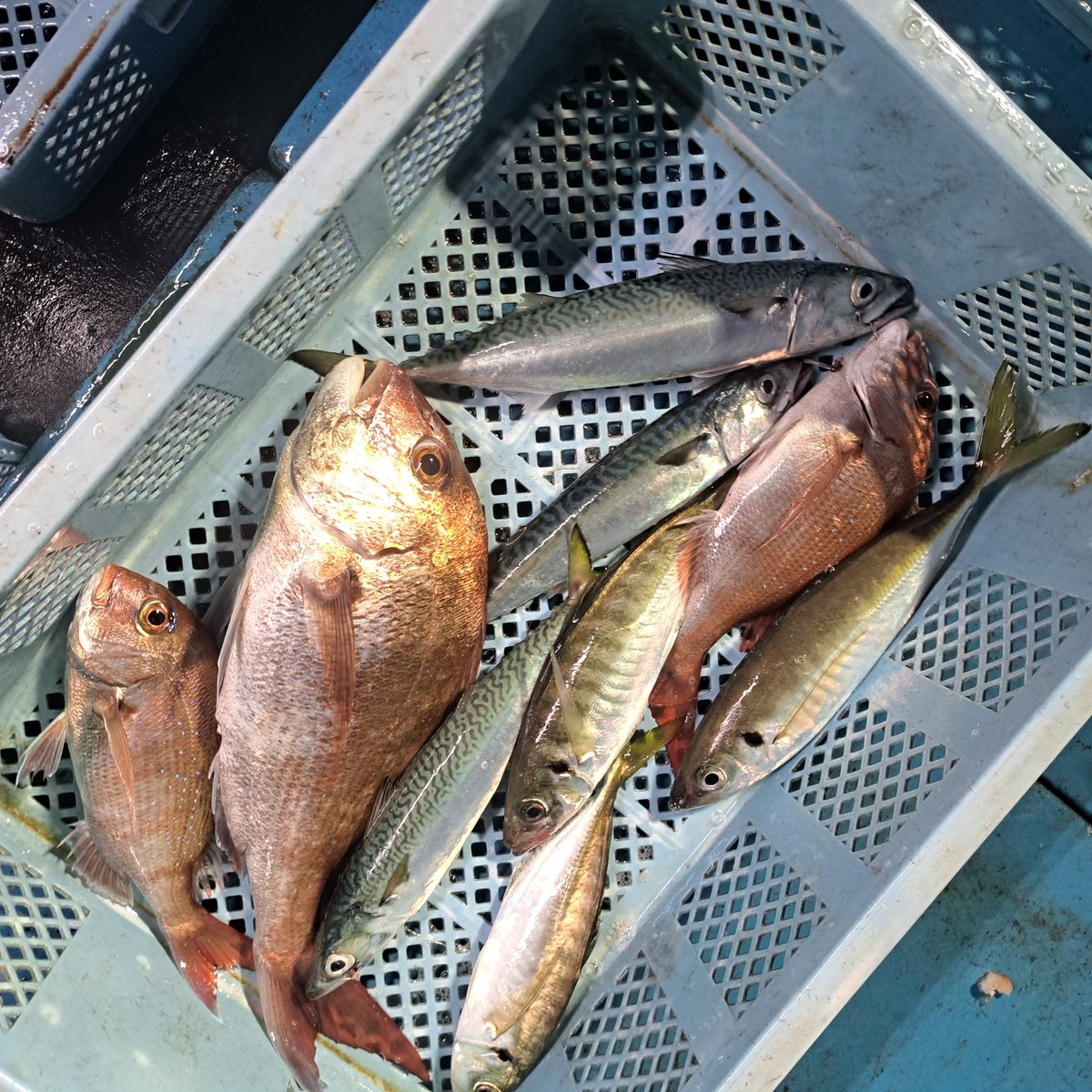 qJ3TfCWcmrrUkL5's tweet image. 今日は漁で獲れる魚の調査