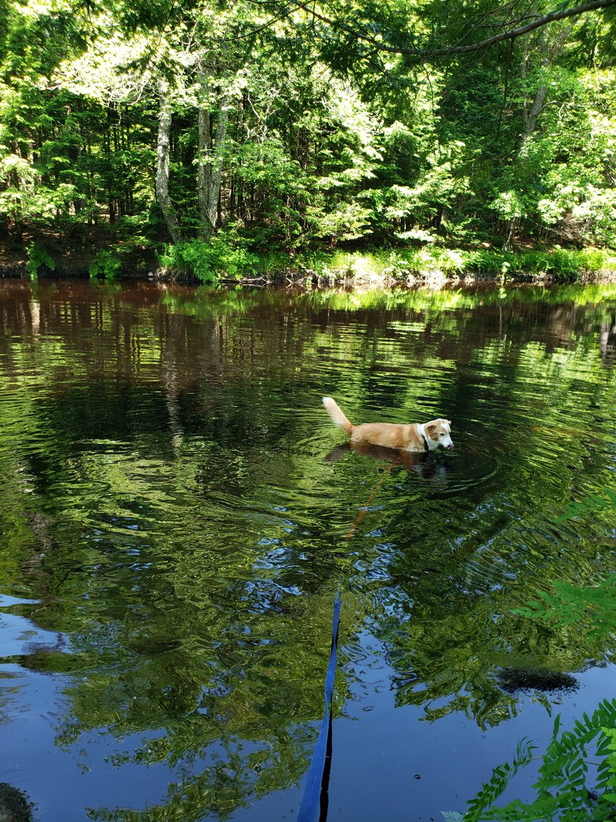 SmithNochasak's tweet image. Today is a day to put away the keyboard, set aside the paintbrush, and pack the snacks. Shay and I hear Kedge calling. #kejimkujik #writerslife