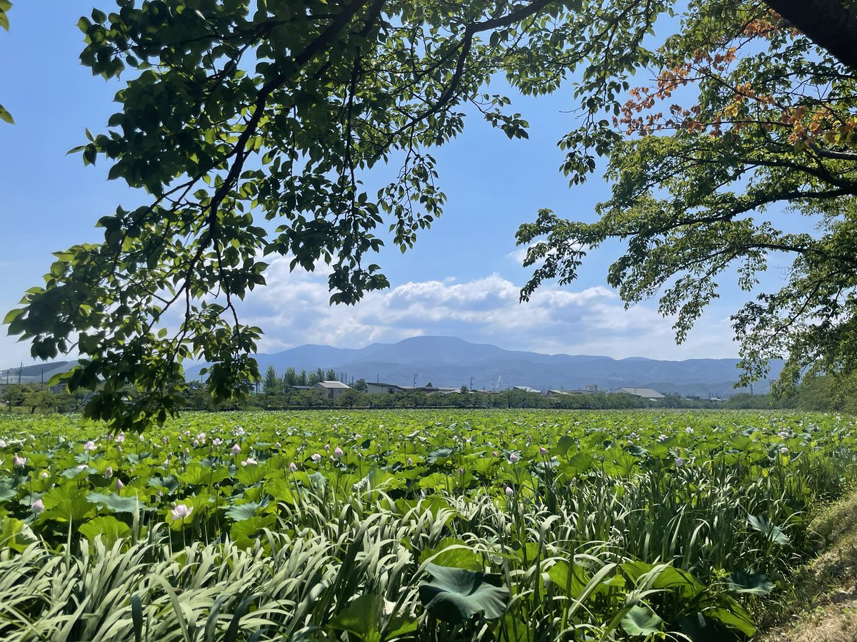 donguri990's tweet image. 今日は所用でお出かけ。ついでに蓮が綺麗な場所にも足を運び散歩しました。
少し見頃を過ぎたけど十分綺麗でした🪷