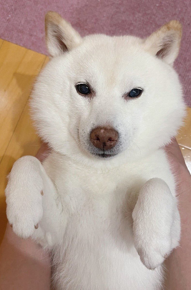 go20597673's tweet image. うちのワンコは寝姿が
かわいい子なんですけど
起きている時もなかなかかわいいんです☺️
#でもずっと寝ているんです
#白柴 #柴犬のいる暮らし