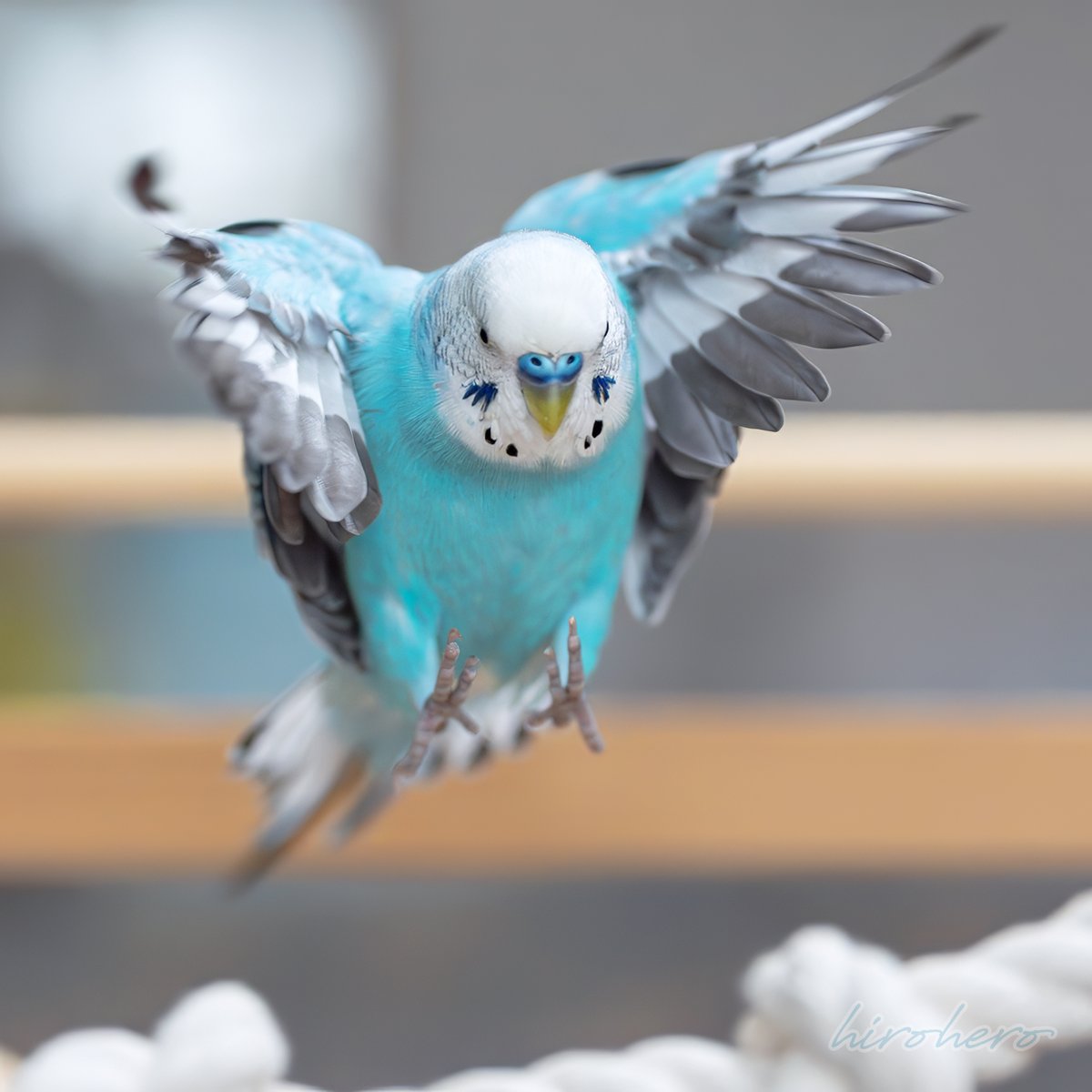 hirohero's tweet image. ほっ!!

#セキセイインコ