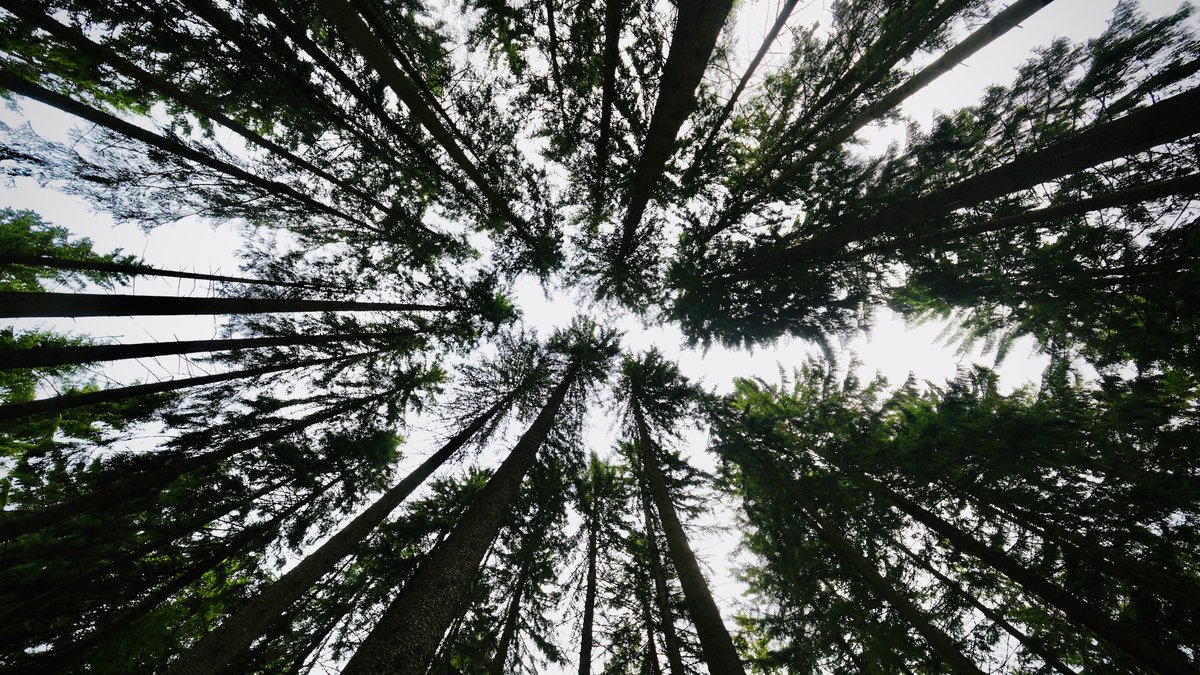 BMLEH_Bund's tweet image. Raus aus dem Büro, rein ins Grüne! 🌳 Alois Rainer diskutiert mit Waldbesitzern zentrale Themen der #Waldpolitik:
➡️ Entwaldungsfreie Produkte (EUDR)
➡️ Forstliche Förderung
➡️ Wiederherstellung der Natur
Unser Ziel: klimastabile & leistungsfähige Wälder.
