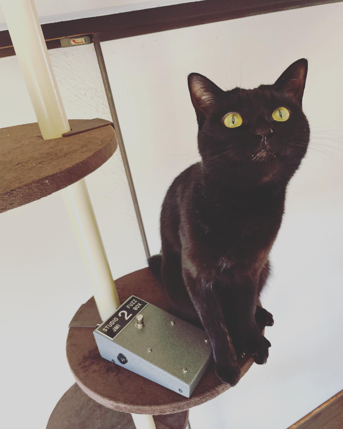猫別府 on X: 