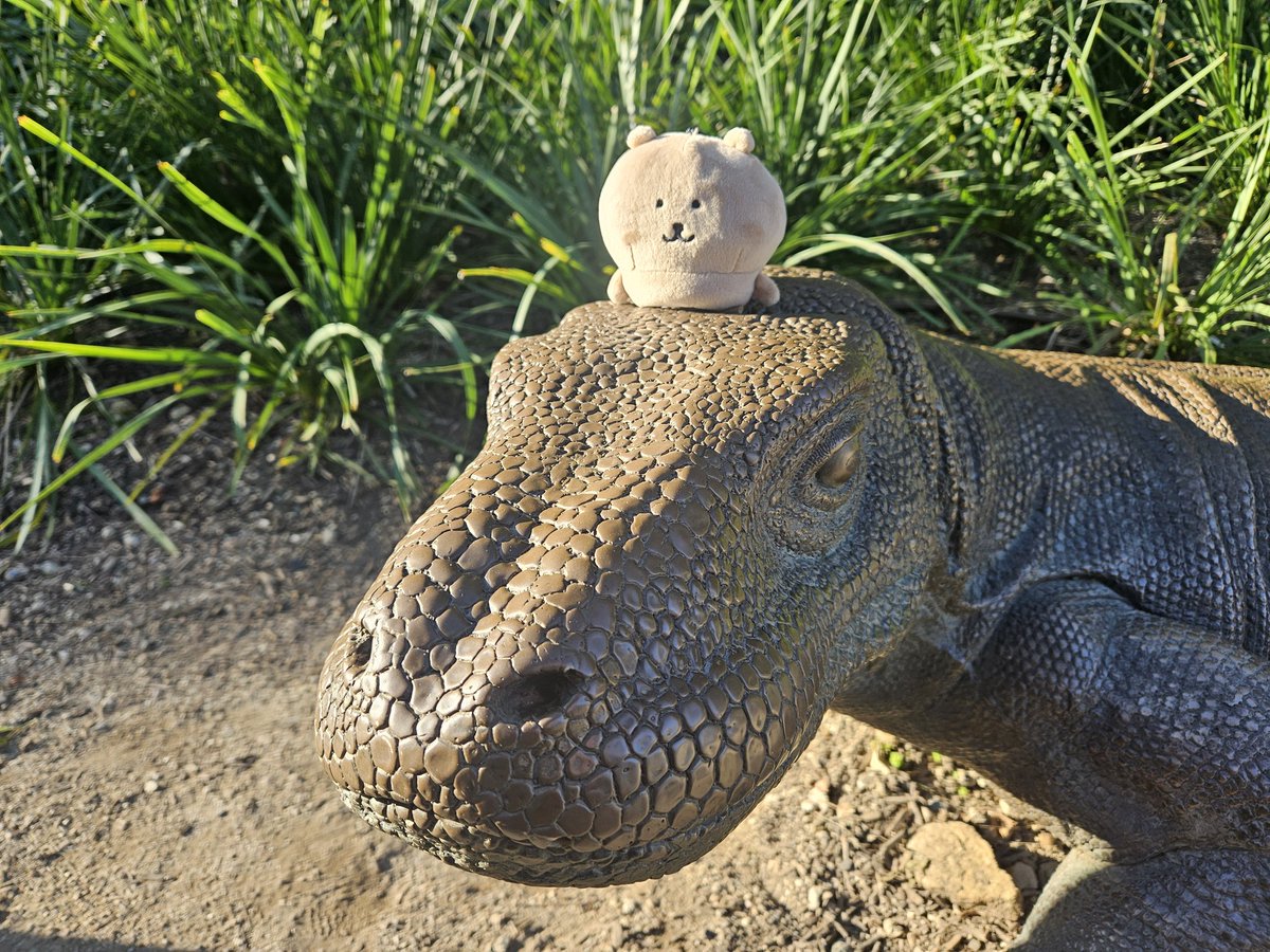 JWNTjwnt's tweet image. I miss walking around in sydney