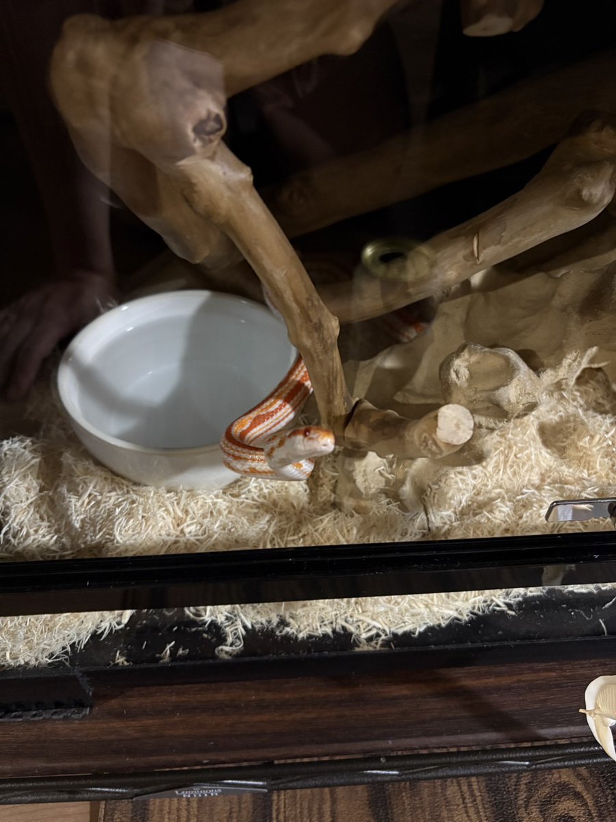 相方から送られてくる写真と皆のタイムラインの可愛い子たちが今の癒やしだ
あー早く帰って触りまくりたいヾ(`ω´ヾ)ﾜｼｬﾜｼｬ