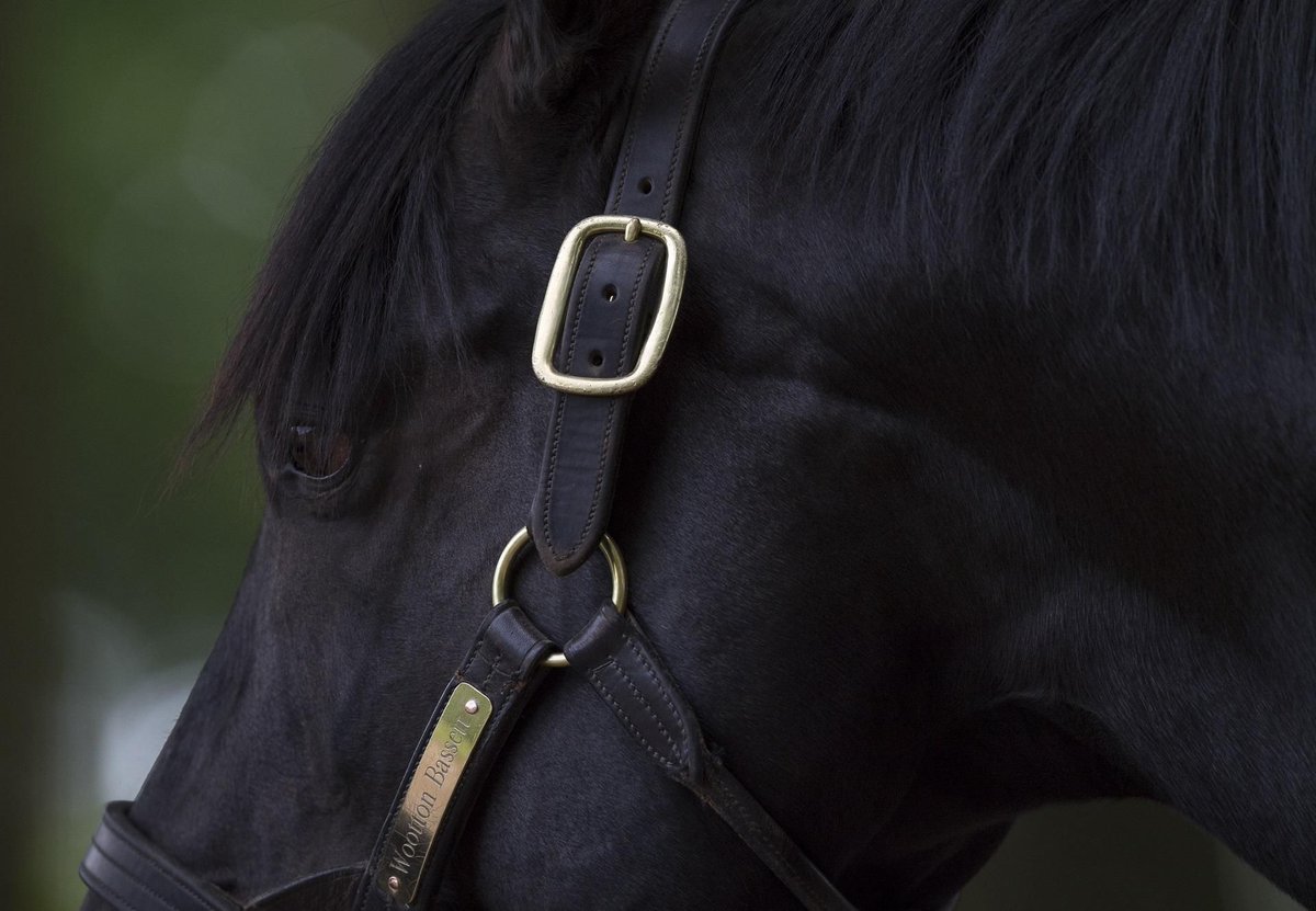 coolmorestud's tweet image. Well-Regarded Wootton Bassett Juvenile Obliges.
Strong market support proved well-founded for Flash Of Fire (2f Wootton Bassett – Lightening Quick, by Frankel), as... bit.ly/3IYjmEK