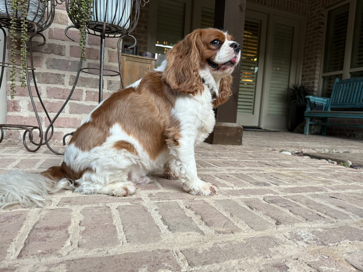 _Terry_Roden's tweet image. Good morning from the casa!