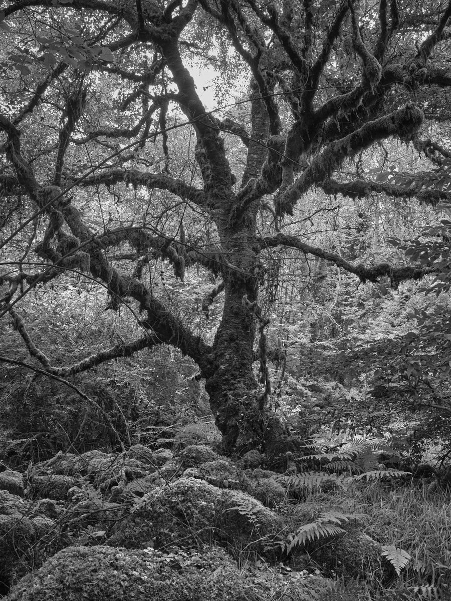 57seoras's tweet image. Druimchardain, a marginal garden, July.
1 visit (average 3hrs) each month, rain or shine or here very overcast. Quick edit and tweak.
#garden #landscape #photography #Scotland