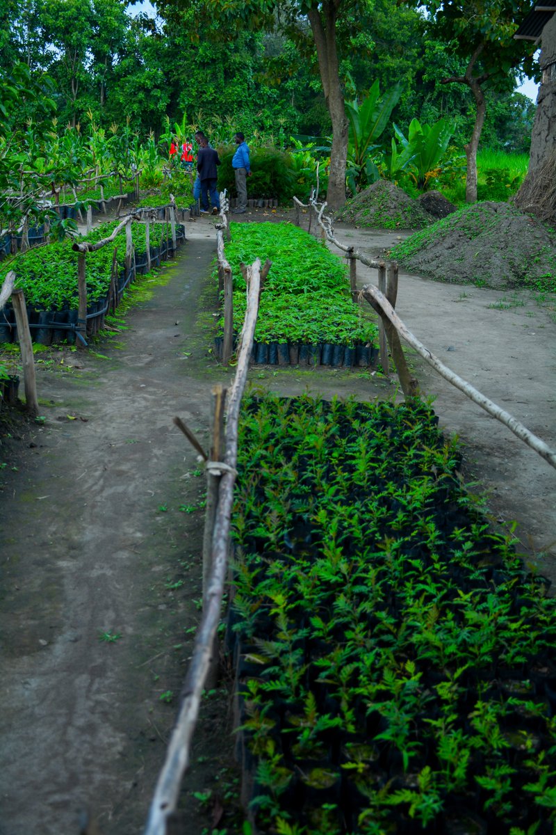 EthioRedCross's tweet image. ERCS, in collaboration with the #Netherlands Red Cross and the #IFRC, has implemented a nature-based integrated soil and water conservation projects in #Wolayta Zone, Damot Woyde and Damot Gale Woredas of the Southern Ethiopian Region, benefiting the local community.