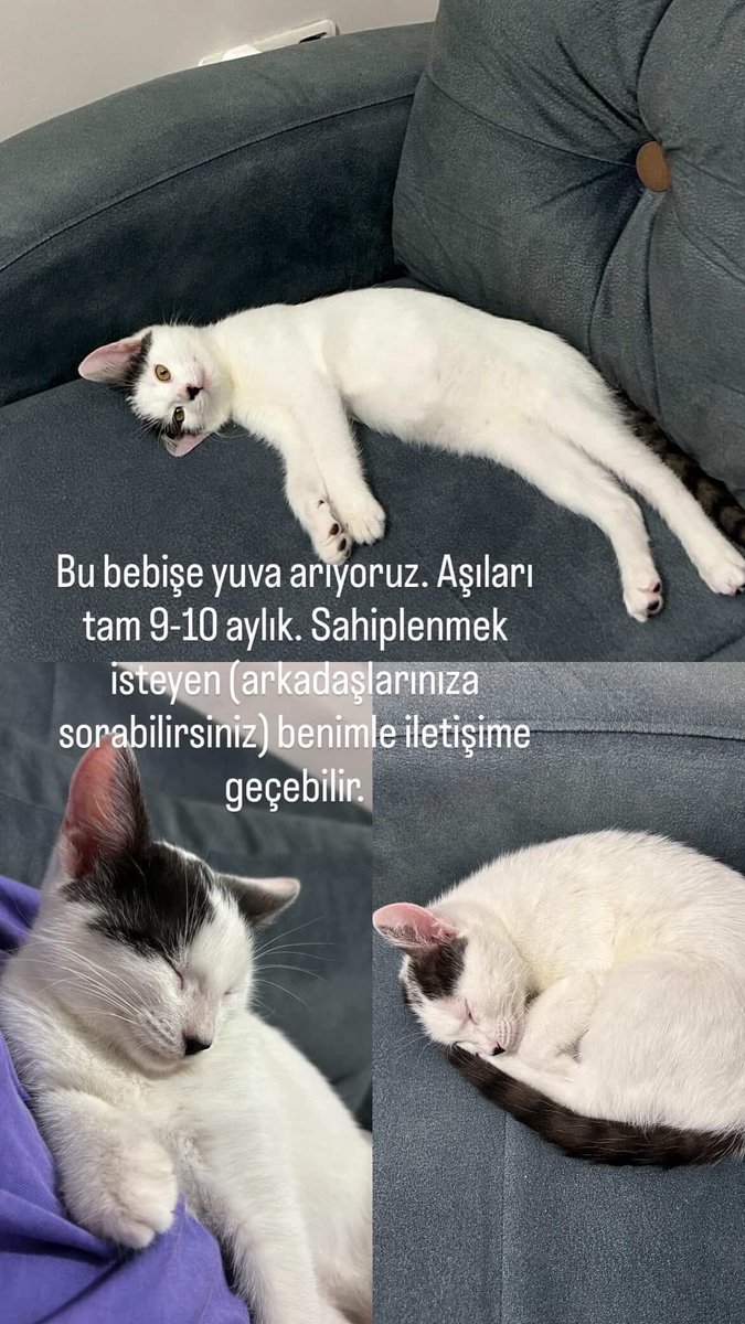 Sahibi kemoterapi gördüğü için çok acil sahiplendiriyoruz. 
Kendisi oyuncu, uysal 9-10 aylık dişi. 
Yeni yuvasını bekliyor 🙏

İstanbul