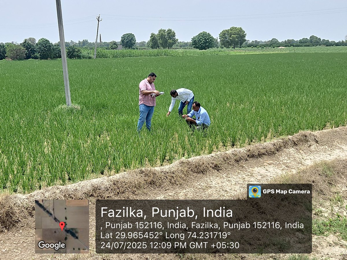 ICAR- KVK FAZILKA (@kvkfazilka) on Twitter photo KVK FAZILKA, ICAR-CIPHET ABOHAR, conducted survey regarding incidence of stunted plants in Paddy in different villages of Fazilka District on 24 July 2025. Advised farmers to survey field regularly.
Dr. Prakash Gurjar
Mr. Harender Dahiya
<a href="/icarciphet/">ICAR-CIPHET</a> <a href="/atari1icar/">ICAR-ATARI, Ludhiana</a> <a href="/icarindia/">Indian Council of Agricultural Research.</a> KVK FAZILKA, ICAR-CIPHET ABOHAR, conducted survey regarding incidence of stunted plants in Paddy in different villages of Fazilka District on 24 July 2025. Advised farmers to survey field regularly.
Dr. Prakash Gurjar
Mr. Harender Dahiya
<a href="/icarciphet/">ICAR-CIPHET</a> <a href="/atari1icar/">ICAR-ATARI, Ludhiana</a> <a href="/icarindia/">Indian Council of Agricultural Research.</a>