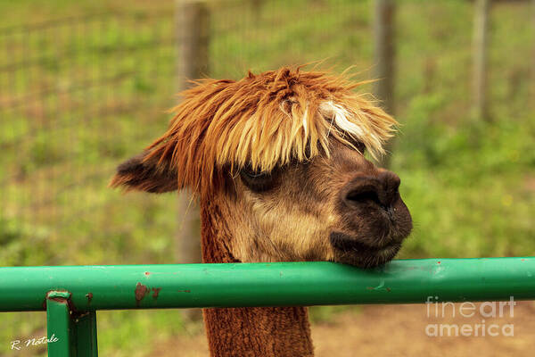 Meeting an Alpaca - 

fineartamerica.com/featured/meeti… #farmsanctuary #animalrescue #alpaca