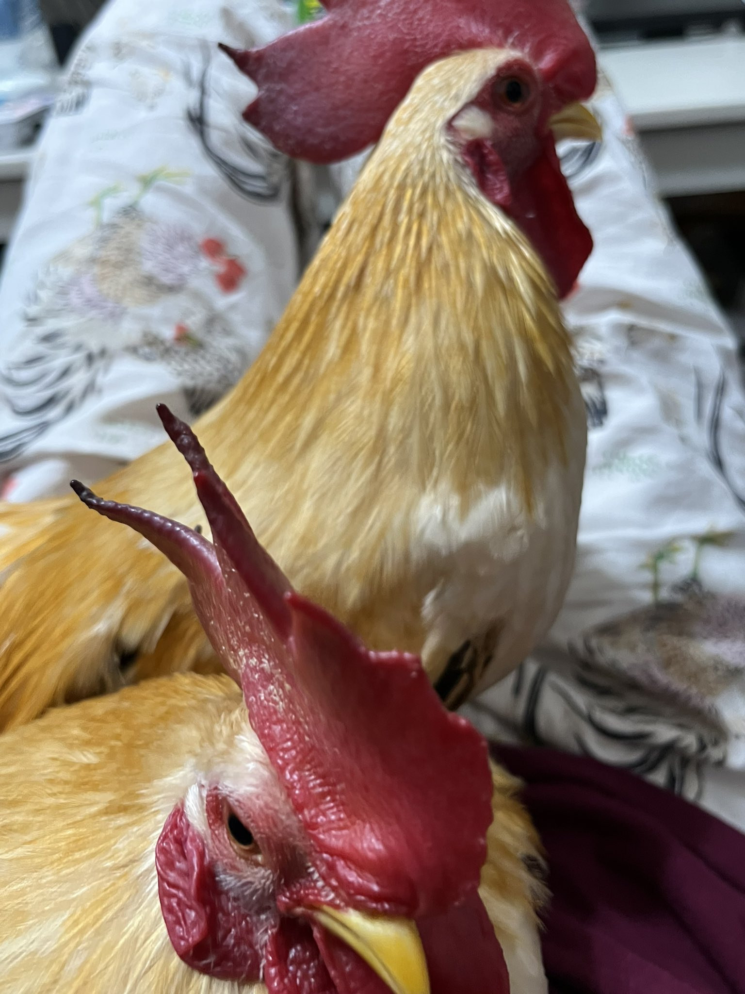 鶏 商品案内｜山形種鶏場 | 安心・安全・衛生的なひよこの安定供給