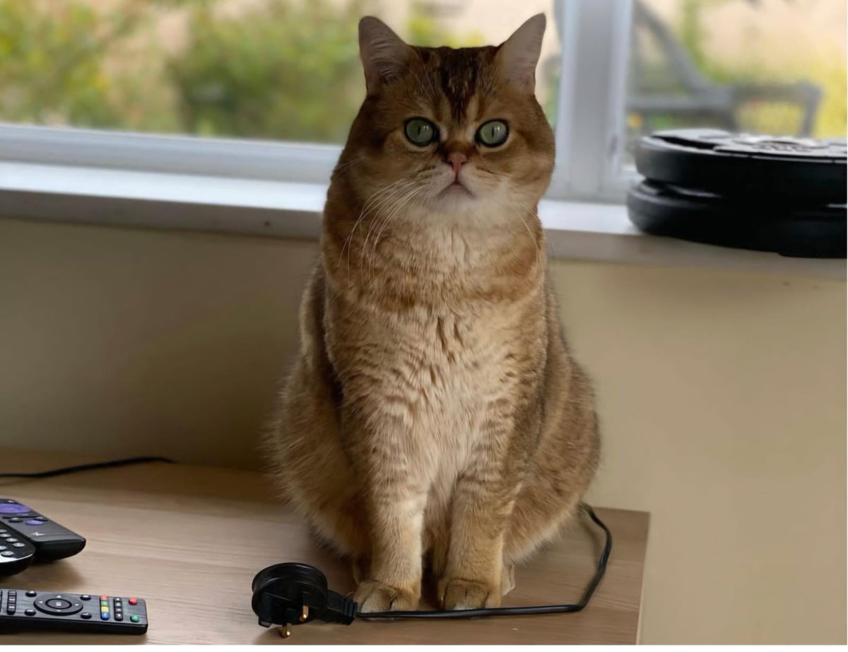 CatsNorthampton's tweet image. Pegasus has gone missing he is a short-haired Ticked Tabby and is 5byears old Neutered and microchipped  he went missing from his home in Pastures Way #Northampton NN5 he was last seen on 14/07/25 have you seen him if so Contact 0344 700 3251 quoting ref S25-023
#fluffyfursday
