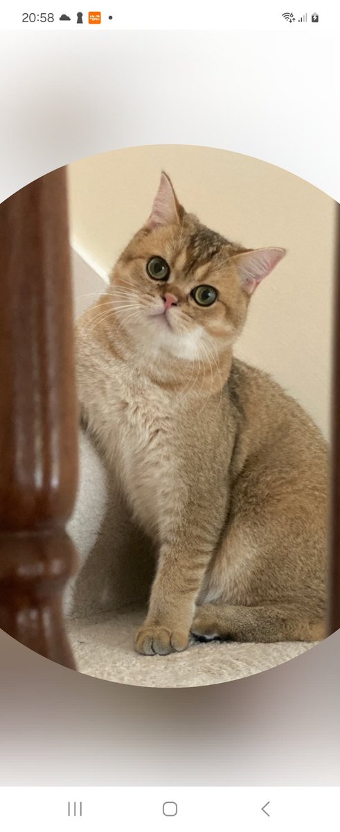 CatsNorthampton's tweet image. Pegasus has gone missing he is a short-haired Ticked Tabby and is 5byears old Neutered and microchipped  he went missing from his home in Pastures Way #Northampton NN5 he was last seen on 14/07/25 have you seen him if so Contact 0344 700 3251 quoting ref S25-023
#fluffyfursday