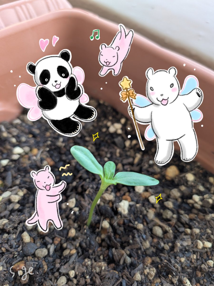 Pandaexn's tweet image. うちの末っ子、まだこの大きさ🌻
「まぁ、かわいいコ!」🐼🎶
「元気に大きくなるのよ」🐻❄️✨
「ピンギャ!(応援📣)」🐼
「ピンギャ!(がんばれ!)」🐼💕
#タンタンのひまわり