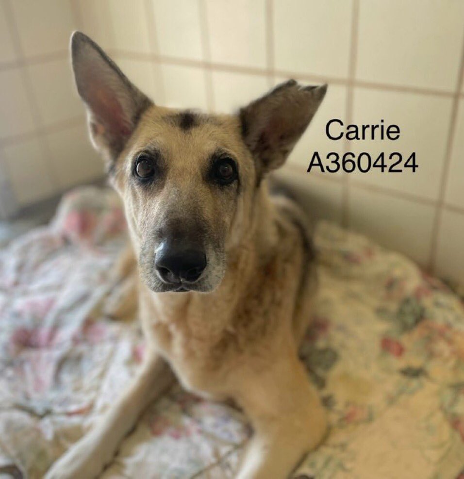 SamfromSpain♥️🐕🦮🐈‍⬛🐈 tweet media