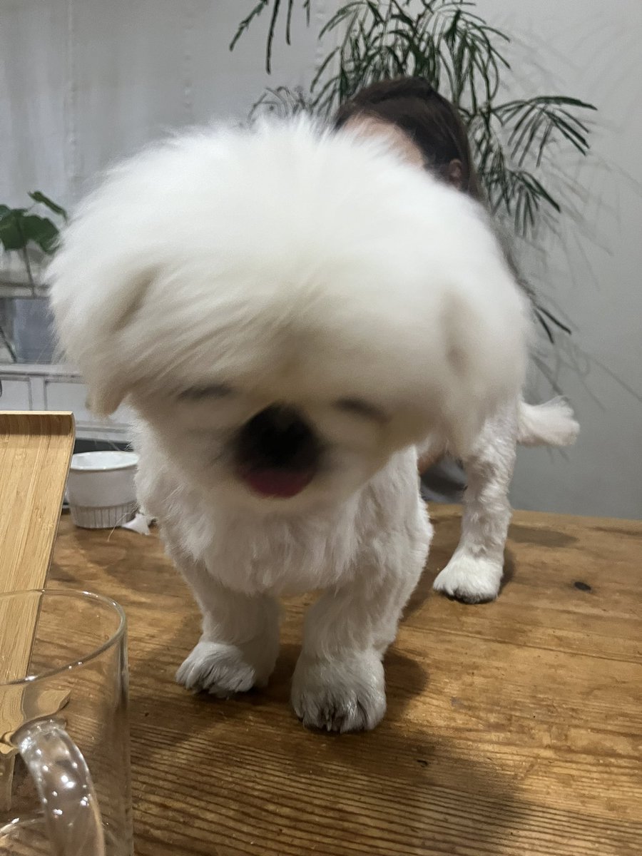 inuparty_'s tweet image. こちくんさあ…