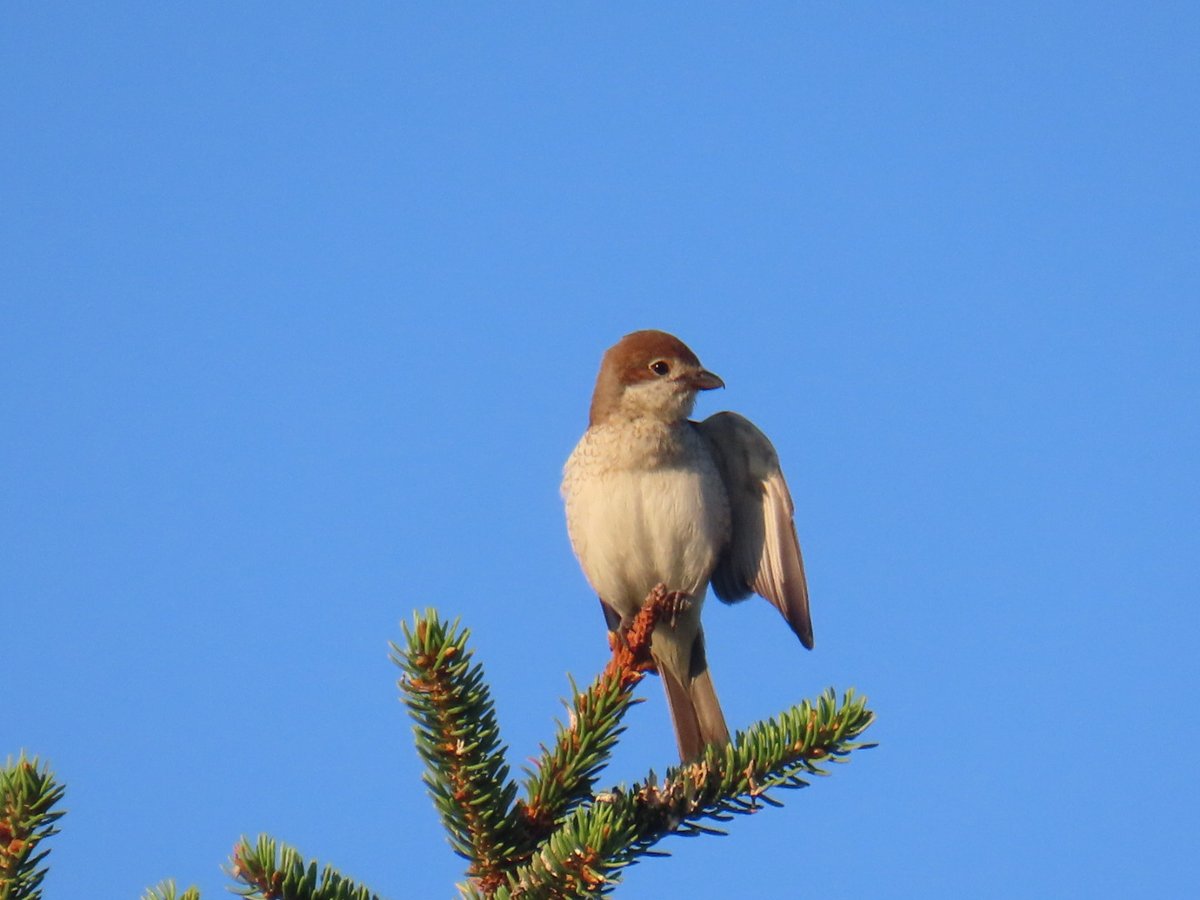 HanneleLaukka's tweet image. Pikkulepinkäinen, naaras. Näytti minulle tietä, tuohon suuntaan voit poistua.
Minä kiitin ja poistuin.
