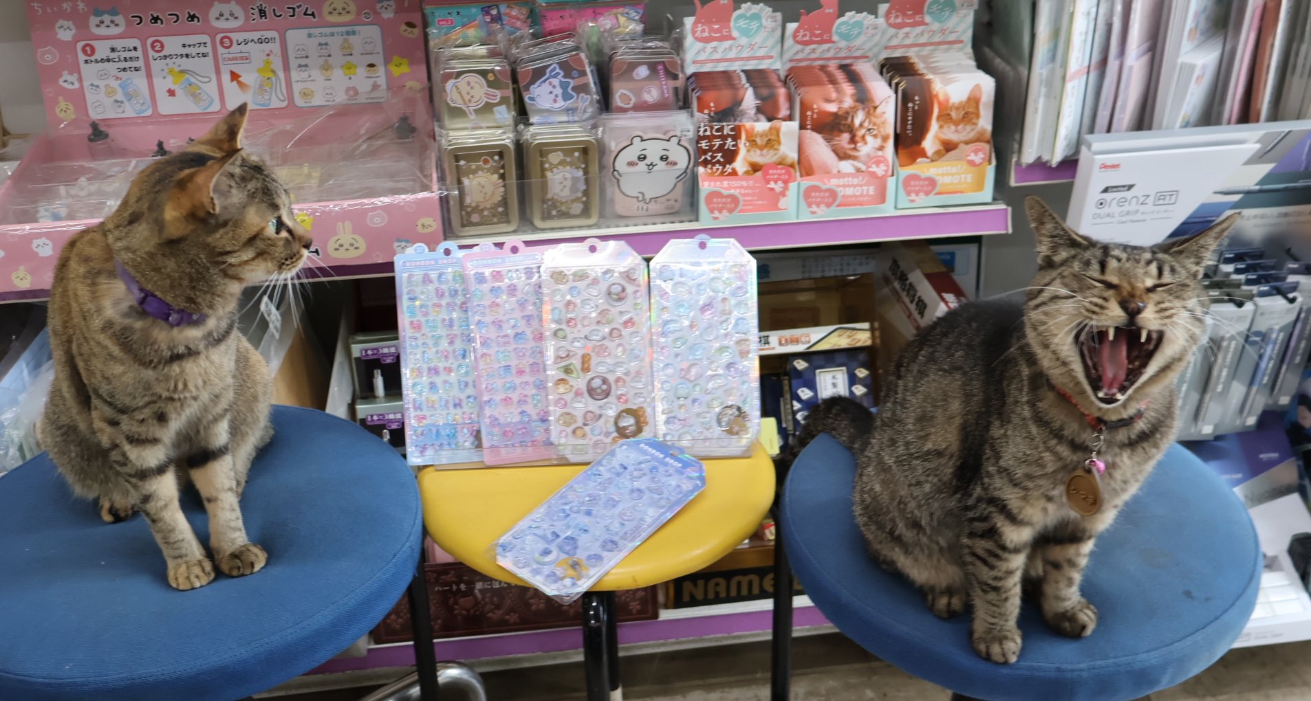 お皿もご一緒です。 猫舎本舗などと Repost @qualia45 with @use.repost