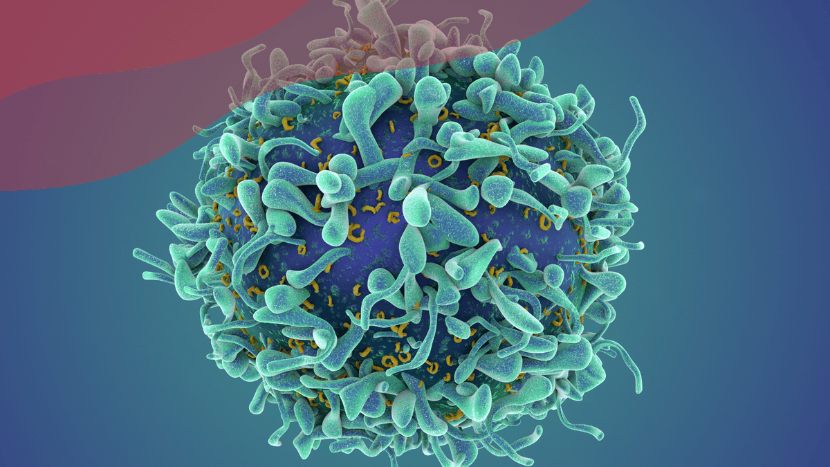 FececFederacio's tweet image. 💉 Les cèl·lules CART representen una autèntica revolució 🔬 en el tractament del càncer 🎗️, especialment en els tumors de la sang 🩸.
El Dr. Alberto Mussetti, de l'@ico_oncologia, ens explica els orígens de les cèl·lules CART en nostre blog.
juntscontraelcancer.cat/el-sistema-imm…