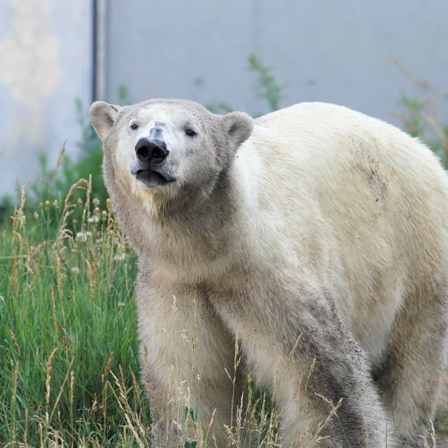 レア【プレイモービル】9056「北極探検とホッキョクグマ」Polar bear 楽天市場】プレイモービル 北極探検家と北極クマ ごっこ遊び