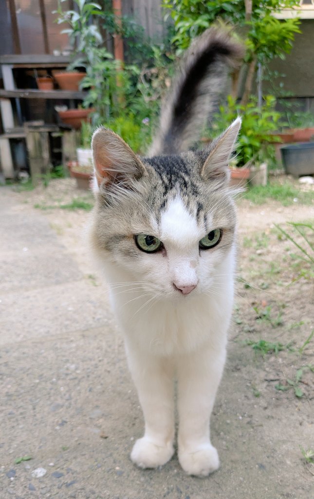 2610Am's tweet image. 🎐🥤🍋‍🟩
#猫のいる暮らし
