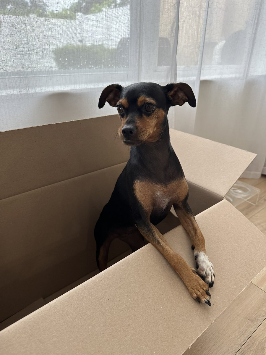 Somebody is excited for the big move 🐶🐾