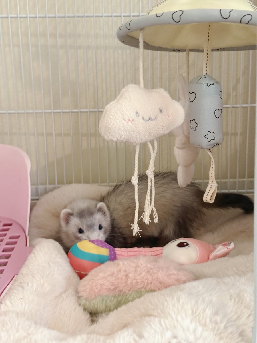ferretdongdang's tweet image. Genนี้ รออีกฉองเดือนจะเดบิวค่าาา
รอน้องๆจิ้มตูดครบก่อนน้า
•บ้านน้ำตาล น้อง อะพอลโล (Apollo)
•บ้านฟ้า น้องอนาคิน (Anakin)
•บ้านชมพู น้องอะรีสต้า (Aresta)
#เฟอเรท