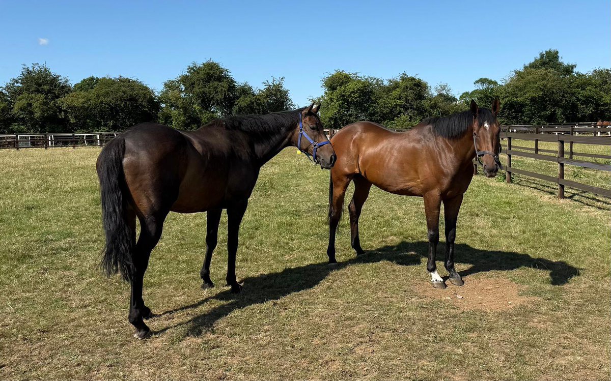 RoadCheltenham's tweet image. 👍 Good to see SIR GINO looking well - pictured here alongside CONSTITUTION HILL.
(📷: @sevenbarrows)