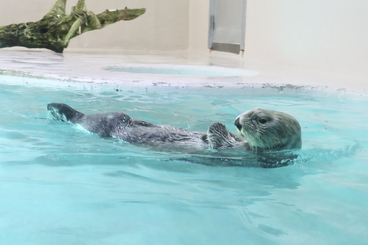 Ueeeeeeeeee's tweet image. キラちゃーーーーん🫶！！！！

2025.6.28
#鳥羽水族館 #キラちゃん #ラッコのキラちゃん #ラッコ