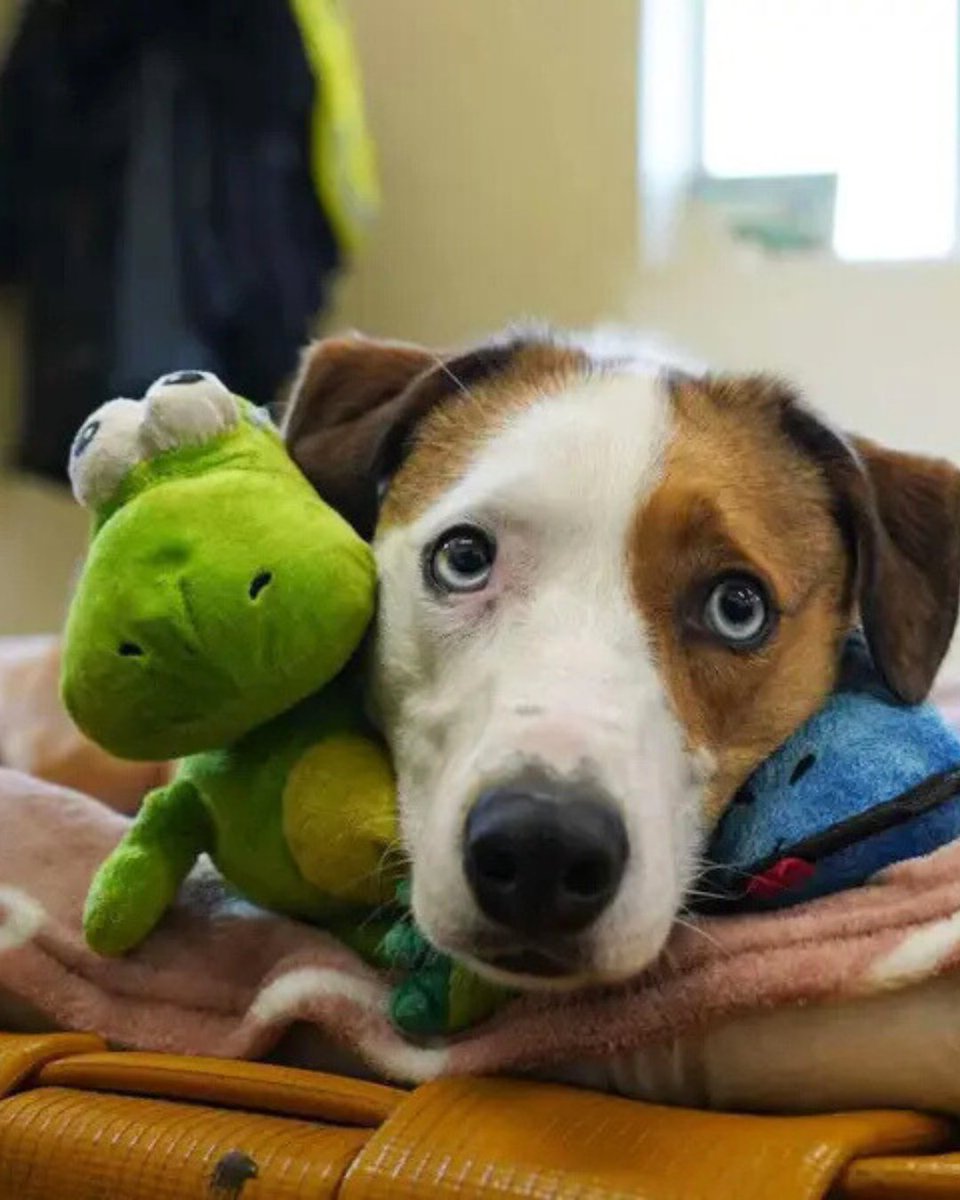 Underdog Cluedo and his favourite toy are here to remind you that it is #InternationalSelfCareDay today! 💛
Our dogs help us feel grounded, relaxed and loved everyday! 
What are your favourite self care hacks/ tips? Share them below🐾