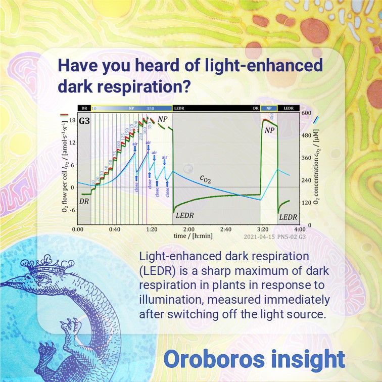 OroborosI's tweet image. Studying plant respiration? Don’t overlook light-enhanced dark respiration. 💡🌿
Learn more 👉 buff.ly/CcxS70z
#PhotoBiology #mitochondria