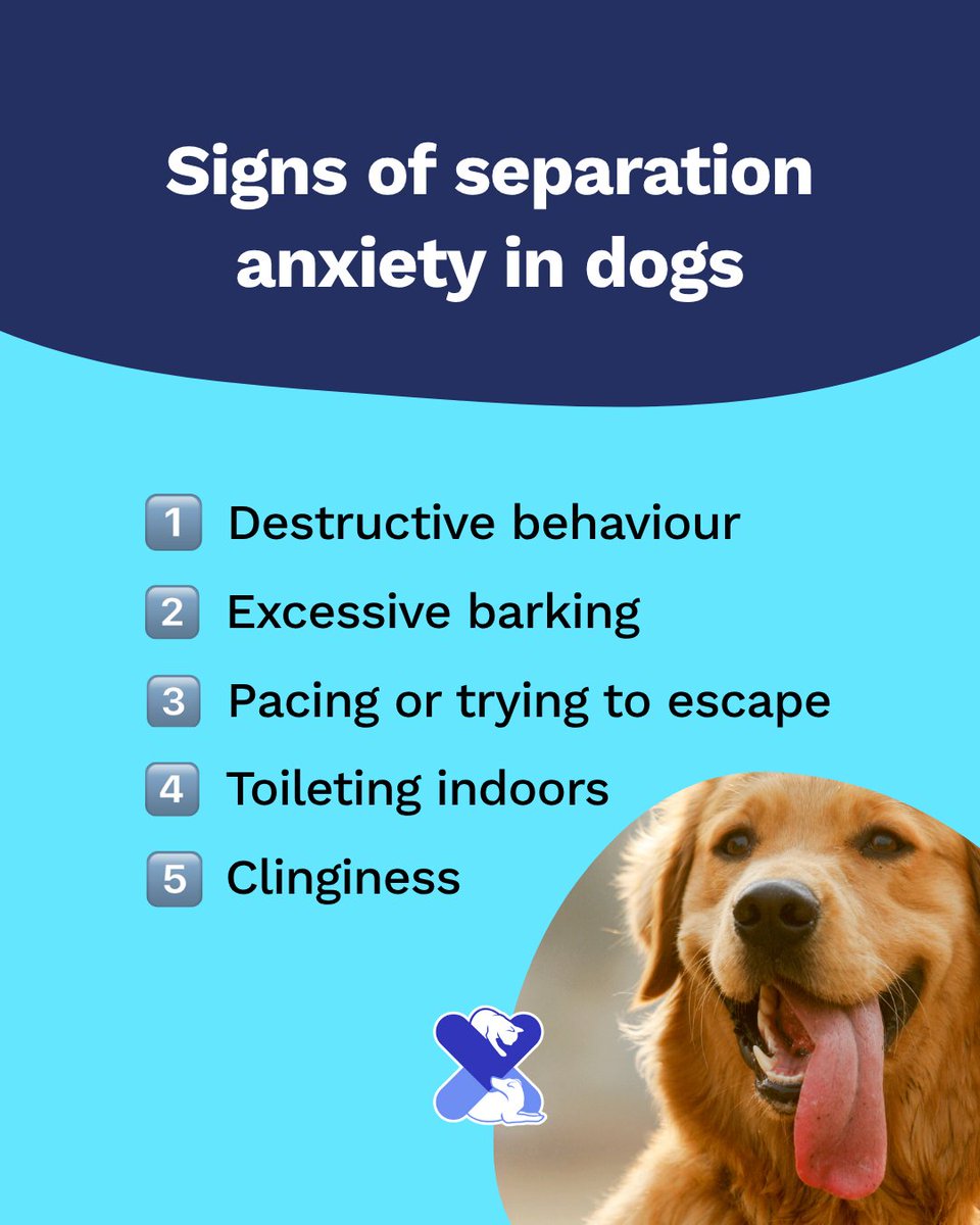 Signs of separation anxiety in dogs 🐾
1️⃣ Destructive behaviour
2️⃣ Barking
3️⃣ Pacing/escape attempts
4️⃣ Toileting indoors
5️⃣ Clinginess

Support is out there 💙

#SeparationAnxietyDogs #UKPetDrugs #DogBehaviourTips