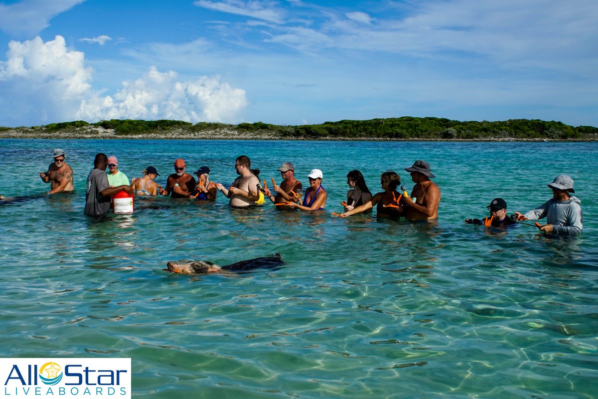 Because we know you want more than just diving out of your vacation. Like swimming pigs!! 🐷

~The Bahamas

#allstarliveaboards #aquacat #swimmingpigs #pigstagram #bahamas #caribbean #scuba #liveaboard #buceo #bahamasdiving #bestvacations #bestdayever #cantwaittogoback
